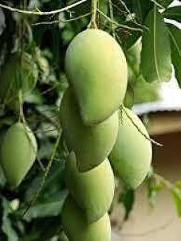 Mallika Mangoes 2.8 kgs including box (deliveries from 12th May 2025)