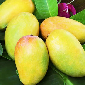 Dasheri Mangoes (deliveries from 19th May 2025)