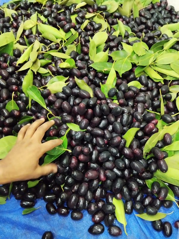 Jamun (నేరేడు / நாவல் பழம் / ನೆರೆಲ ಹಣ್ಣು / जामुन / നാവൽ ) - 400 Grams / 1.0 KG