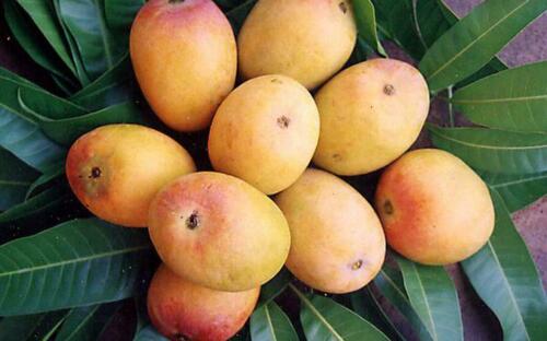 Imam Pasand / Himayat / Himam Pasand Mangoes (taking pre-orders; next availability 25th May 2024)