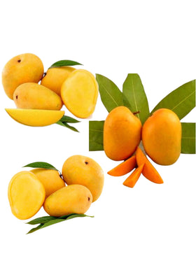 Alphonso, Banginapally and Kesar Combo (Will be available around 20-Apr-24)