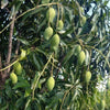 Mallika Mangoes 2.8 kgs including box (deliveries from 12th May 2025)