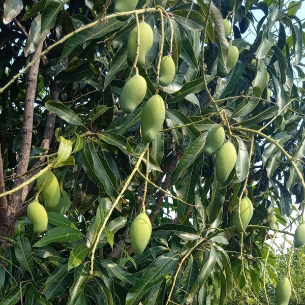 Mallika Mangoes 2.8 kgs including box (deliveries from 12th May 2025)