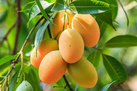 Nuziveedu Pedda Rasalu - Mangoes (Will be available around 20-Apr-24)