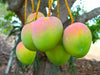 Sindhura / Sundhari Mangoes (delivery from 04th May 2025)