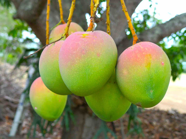 Sindhura / Sundhari Mangoes (delivery from 04th May 2025)
