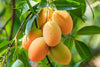 Chinna Rasalu - Mangoes (deliveries from 12th May 2025)